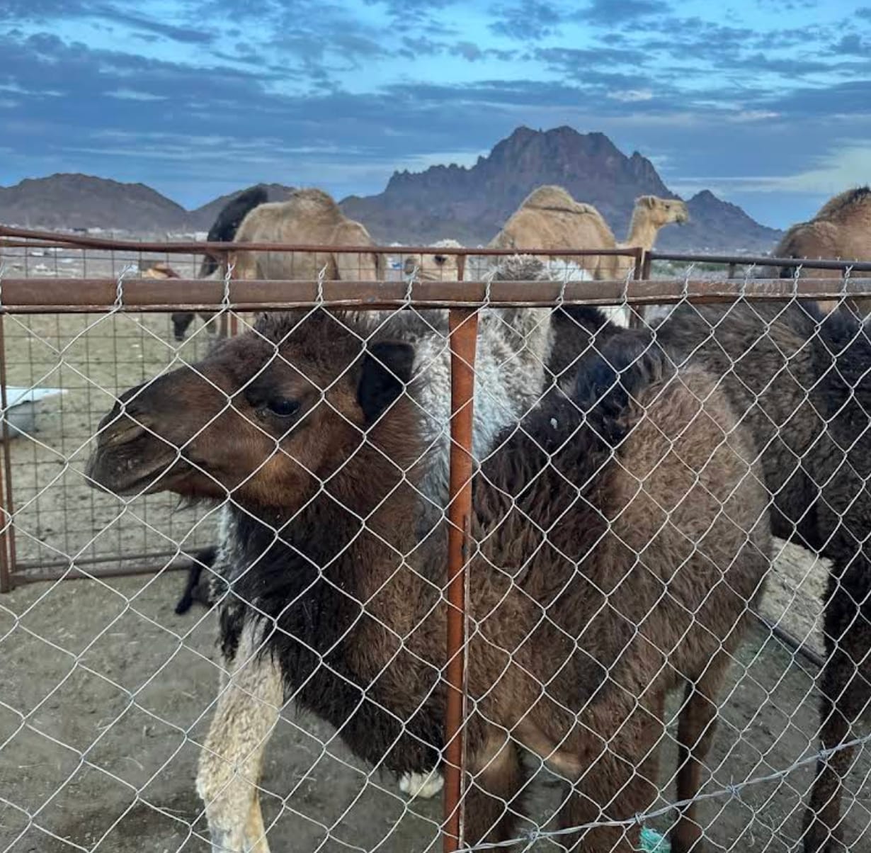 Camel Market Fresh Camel Milk